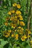 Lysimachia vulgaris