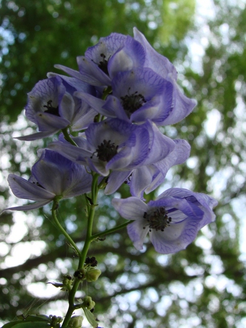 Image of Aconitum volubile specimen.