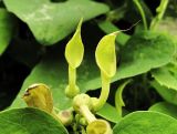 Aristolochia contorta