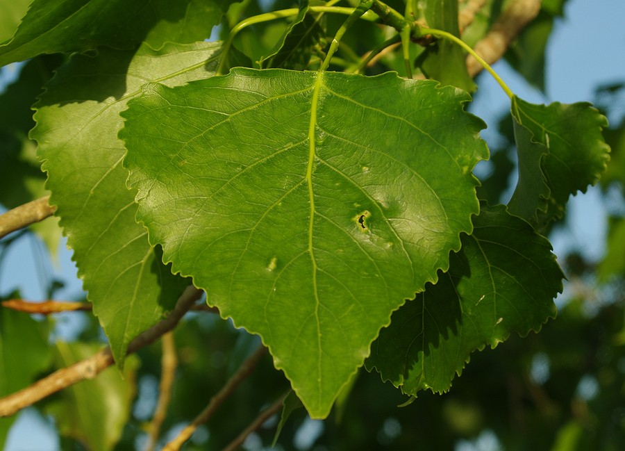 Image of Populus &times; canadensis specimen.