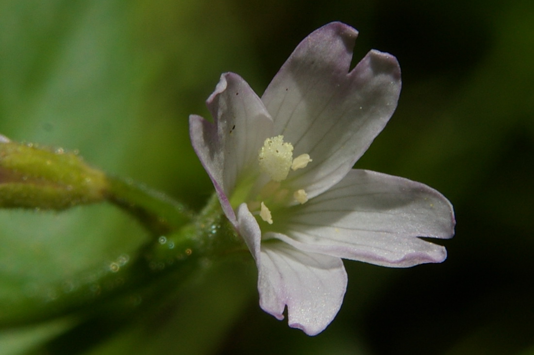 Изображение особи Epilobium consimile.