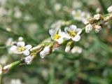 Polygonum pulchellum