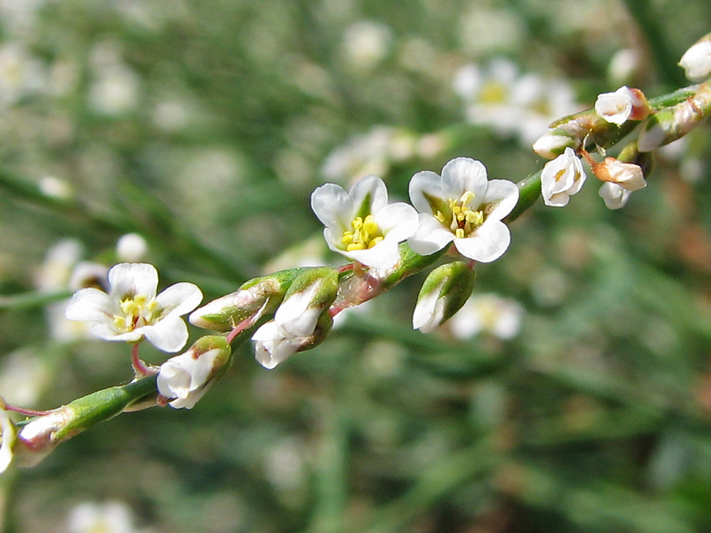 Изображение особи Polygonum pulchellum.