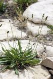 Plantago lanceolata. Цветущее растение на каменистом склоне. Таджикистан, Чиличёр Чашма. 16.04.2011.