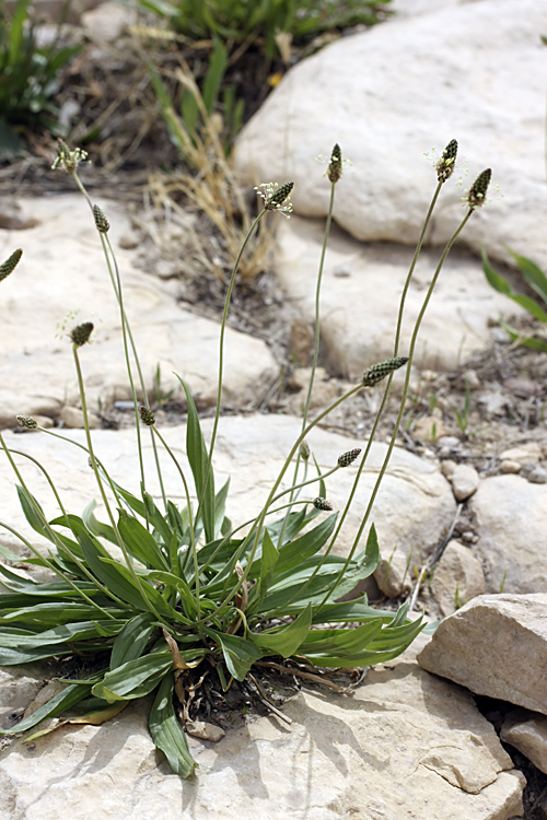 Image of Plantago lanceolata specimen.
