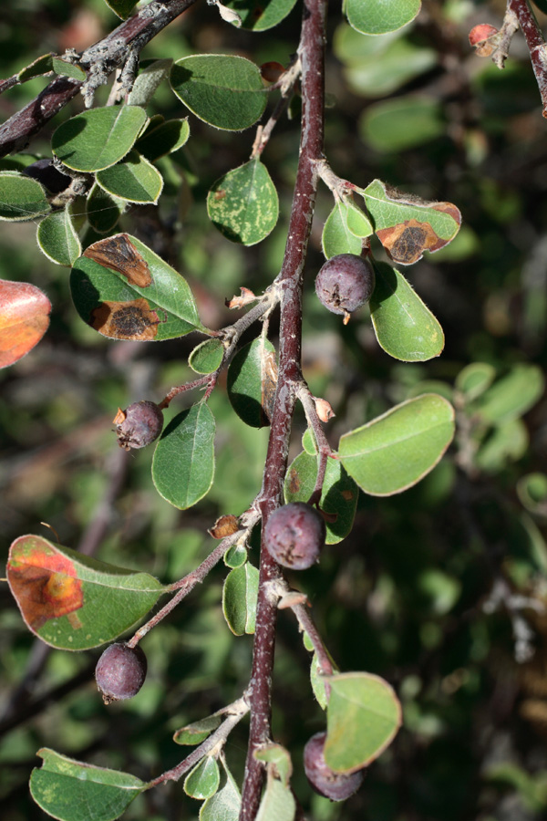 Image of Cotoneaster nummularioides specimen.