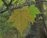 Acer barbinerve