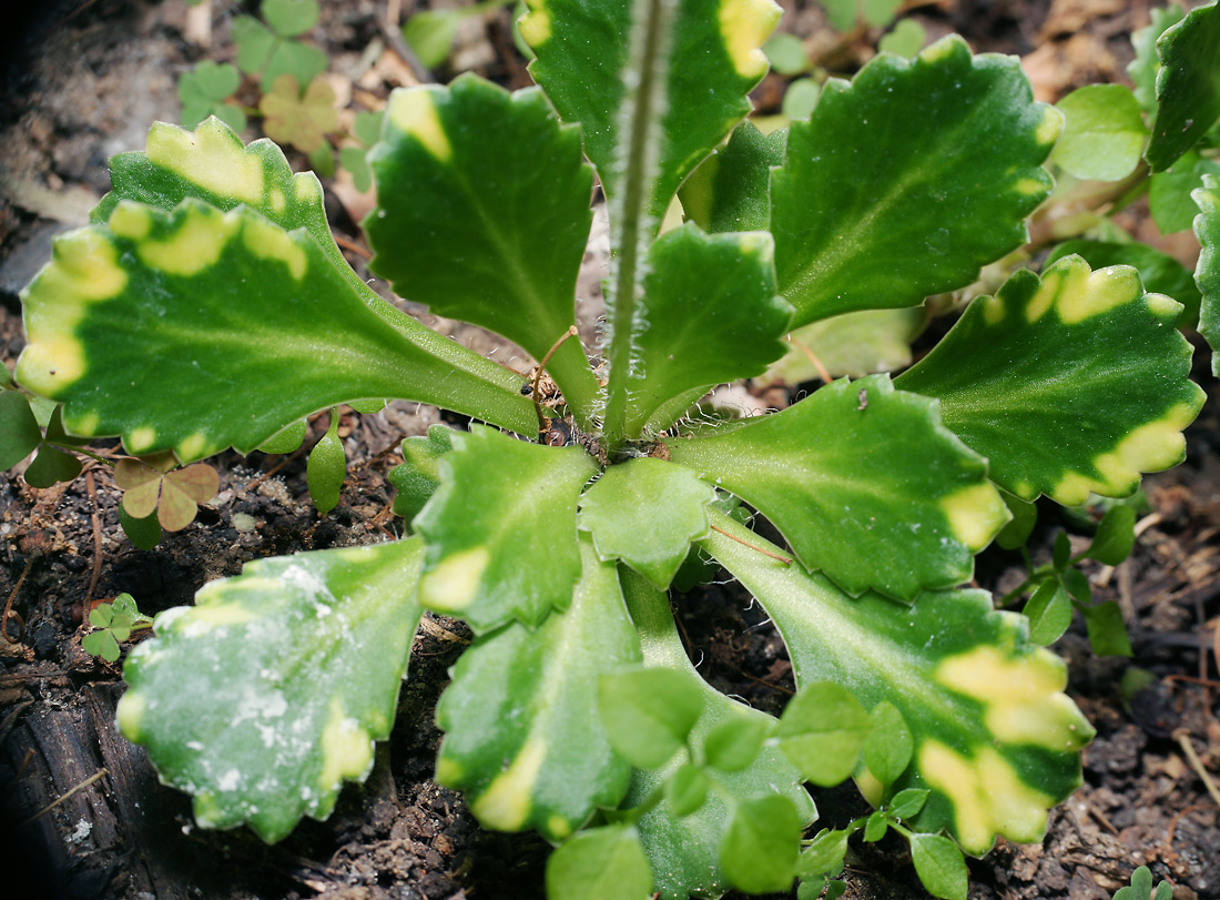 Image of Saxifraga umbrosa specimen.