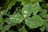 Trifolium hybridum. Лист. Московская обл., Раменский р-н, Хрипань, луг. 04.08.2007.