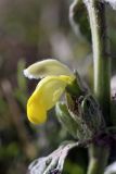 Phlomoides labiosa