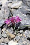 Allium oreophilum