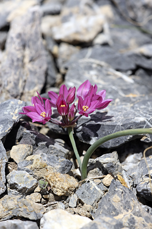 Изображение особи Allium oreophilum.