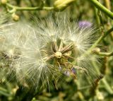 Lactuca tatarica