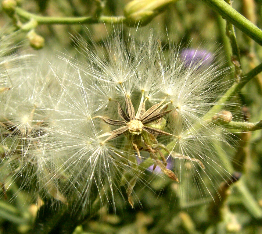 Изображение особи Lactuca tatarica.