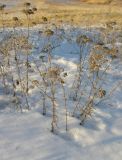 Achillea setacea. Сухие растения в солонцеватой степи. Саратовская обл., Саратовский р-н. 30 декабря 2011 г.