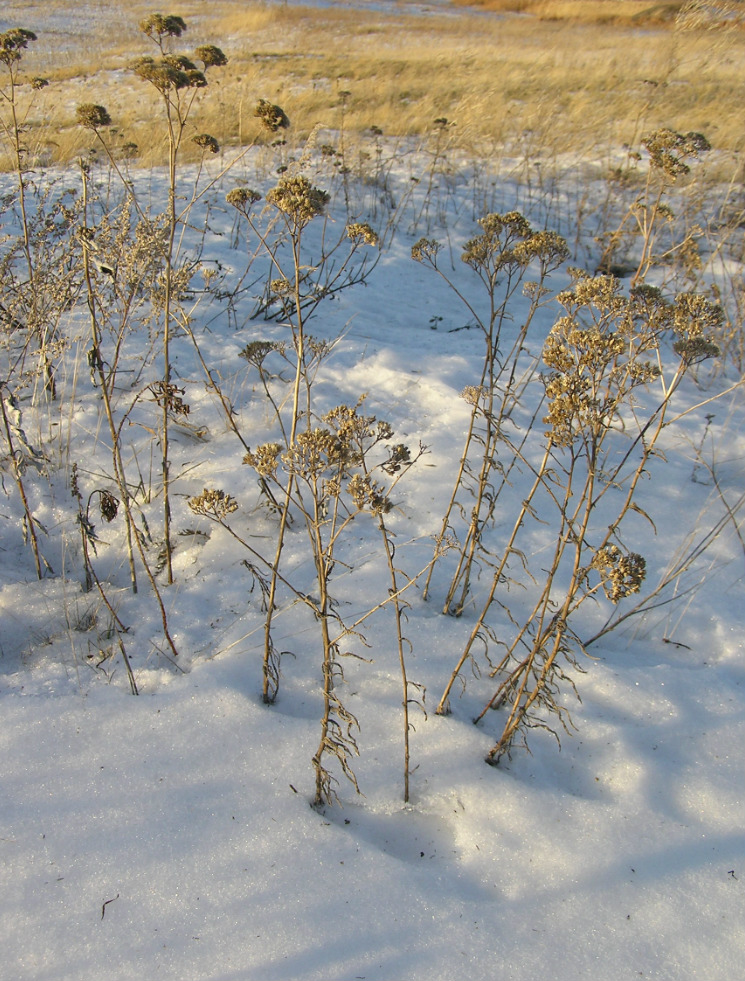 Image of Achillea setacea specimen.