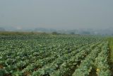 Brassica variety capitata