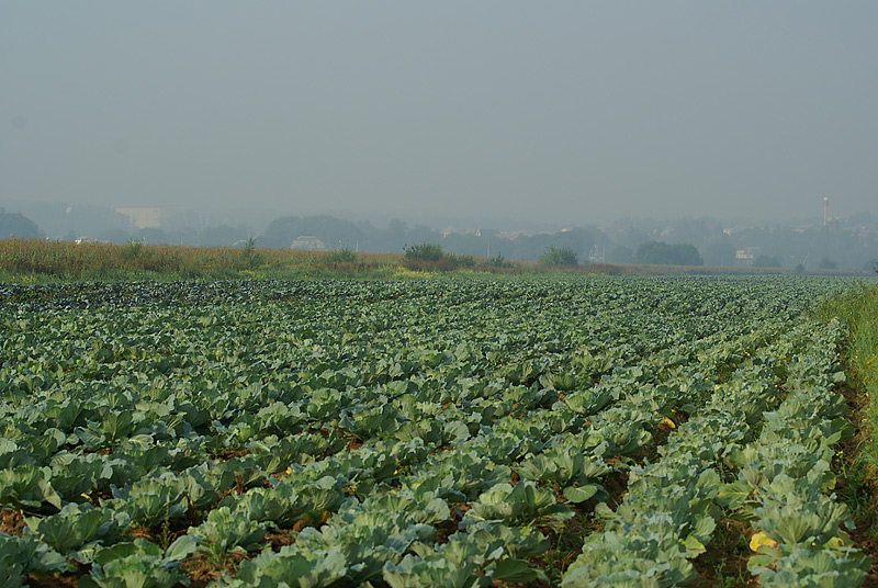 Изображение особи Brassica oleracea var. capitata.