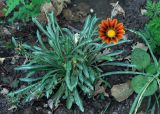 genus Gazania. Цветущее растение. Узбекистан, г. Ташкент, Ботанический сад им. Ф.Н. Русанова. 01.09.2010.