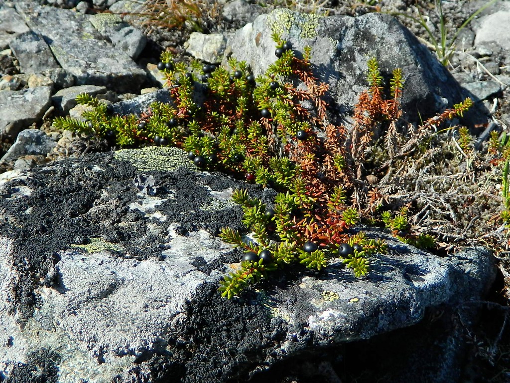 Image of genus Empetrum specimen.