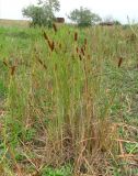 Typha laxmannii. Плодоносящие растения. Астраханская обл., Камызякский р-н, р. Вертячка у с. Лебяжье. 17.08.2011.