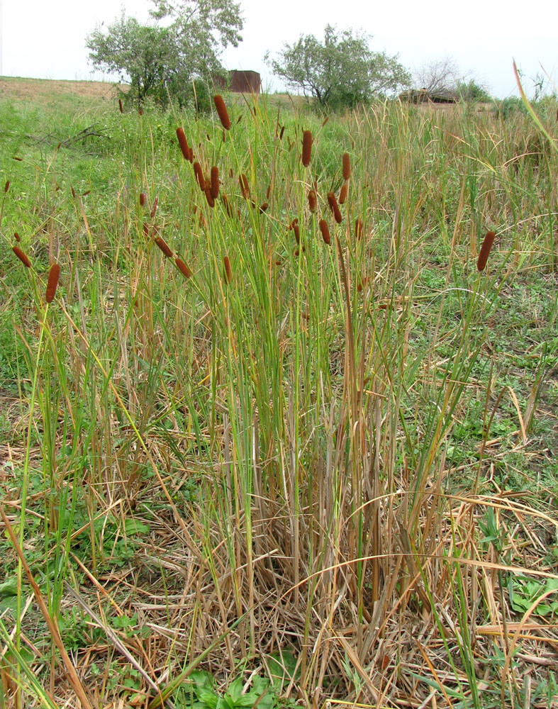 Изображение особи Typha laxmannii.