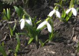 Galanthus caspius