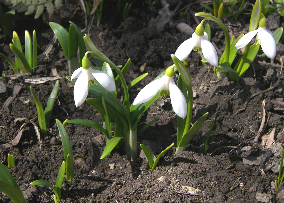 Изображение особи Galanthus caspius.