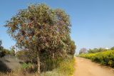 Eucalyptus torquata. Цветущие и плодоносящие деревья. Израиль, Шарон, г. Герцлия, обочина грунтовой дороги, в культуре. 08.04.2012.