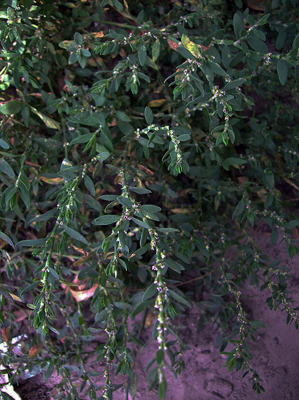 Image of Polygonum aviculare specimen.