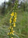 genus Agrimonia. Часть соцветия. Смоленская обл., Смоленский р-н, окр. пос. Каспля. 30.06.2011.