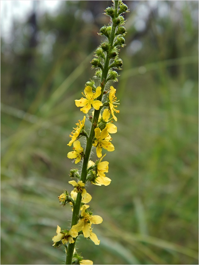 Image of genus Agrimonia specimen.