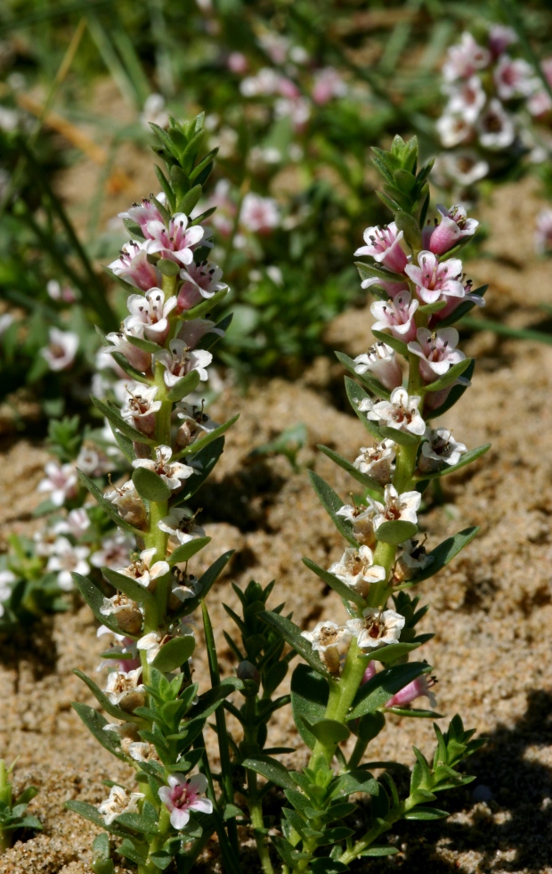 Image of Glaux maritima specimen.