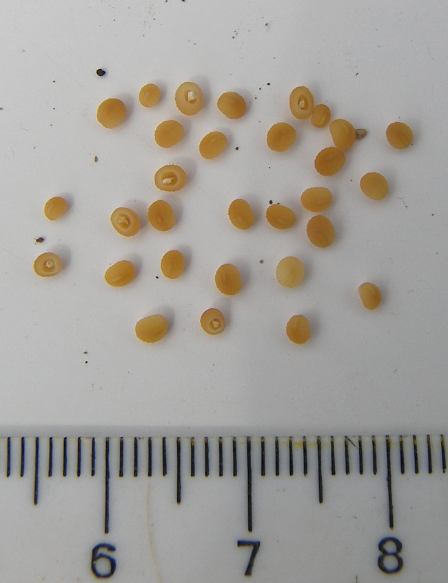 Image of Veronica sublobata specimen.