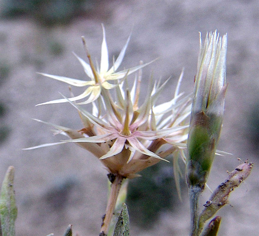 Изображение особи Chardinia orientalis.