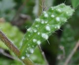 Anchusa cretica