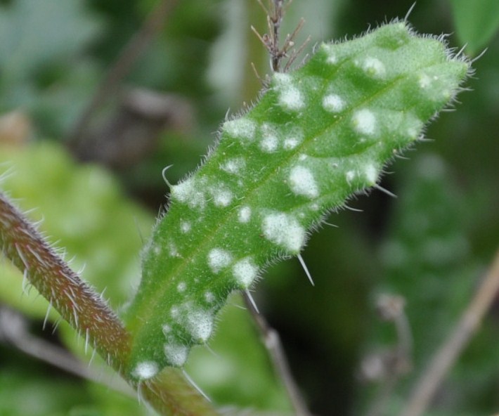 Изображение особи Anchusa cretica.