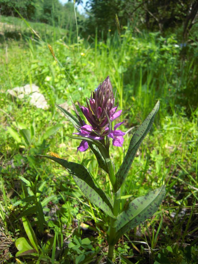 Изображение особи Dactylorhiza euxina.