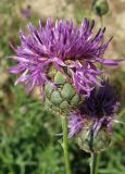 Centaurea apiculata. Соцветие. Крым, Белогорский р-н, окр. с. Земляничное, у дороги. 23 июня 2012 г.