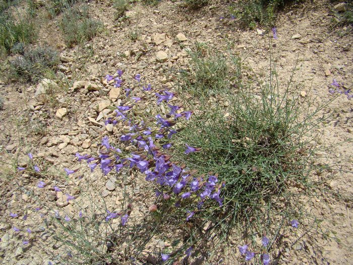 Изображение особи Salvia margaritae.