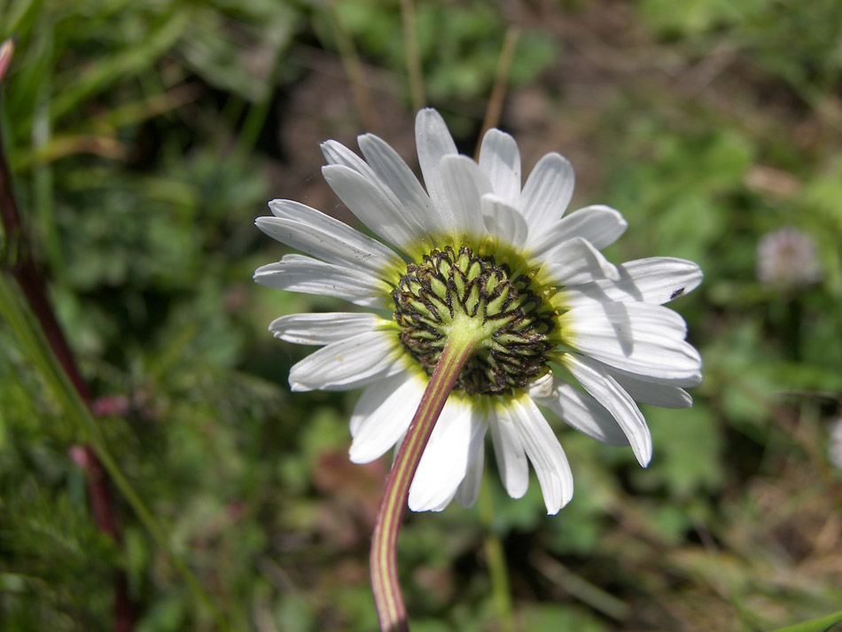 Изображение особи Pyrethrum dolomiticum.