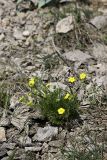 Potentilla soongorica