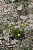 Potentilla soongorica. Цветущее растение. Южный Казахстан, хр. Боролдайтау, гора Нурбай; 1080 м н.у.м. 23.04.2012.