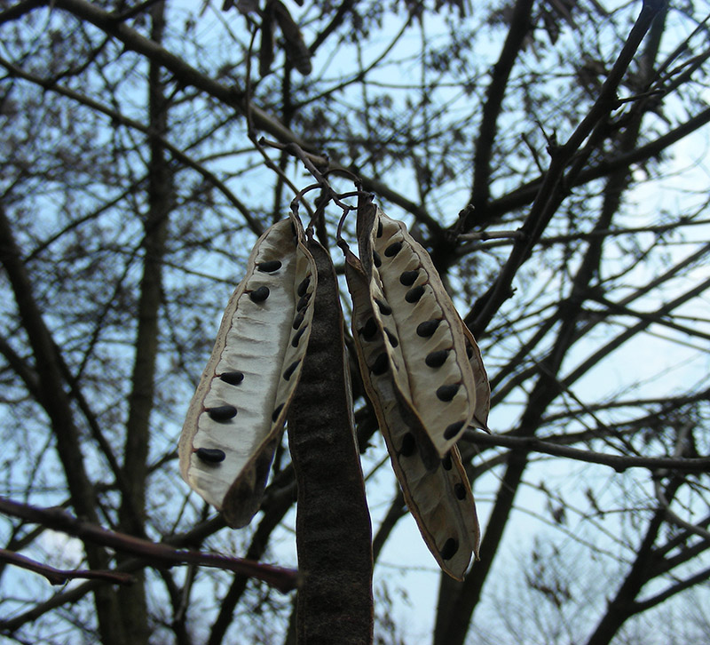 Image of Robinia pseudoacacia specimen.
