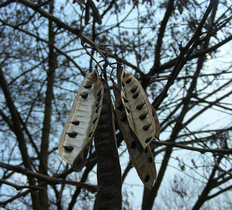 Изображение особи Robinia pseudoacacia.