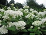 Hydrangea arborescens. Верхушки цветущих побегов. Украина, Киев, Национальный ботанический сад. 08.07.2010.