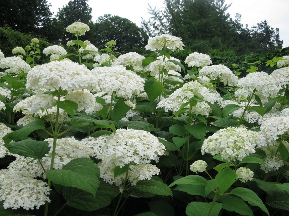 Изображение особи Hydrangea arborescens.