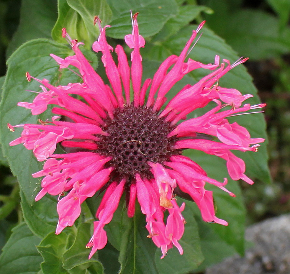 Image of Monarda media specimen.