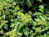 Hedera helix
