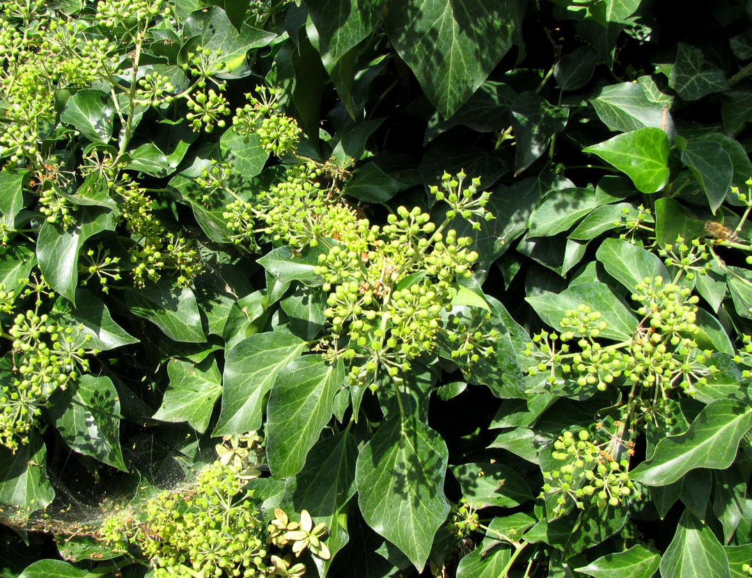 Изображение особи Hedera helix.